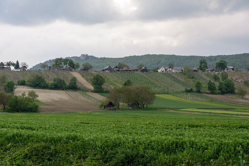 Obreški vinogr…